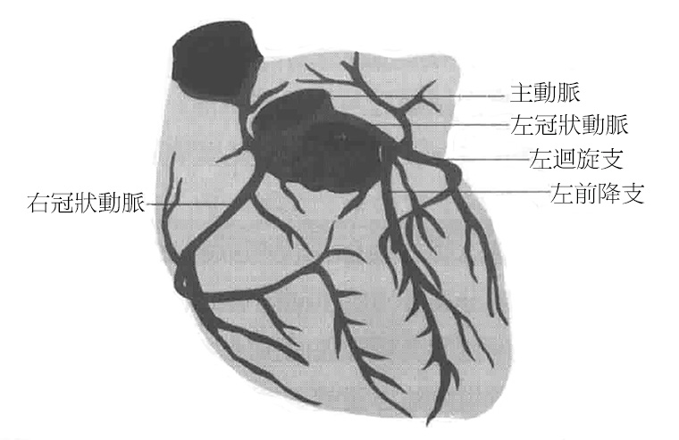 人體心臟