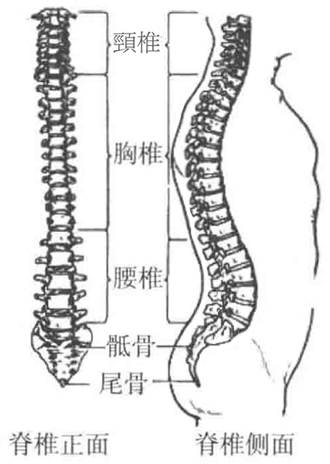 人體脊柱